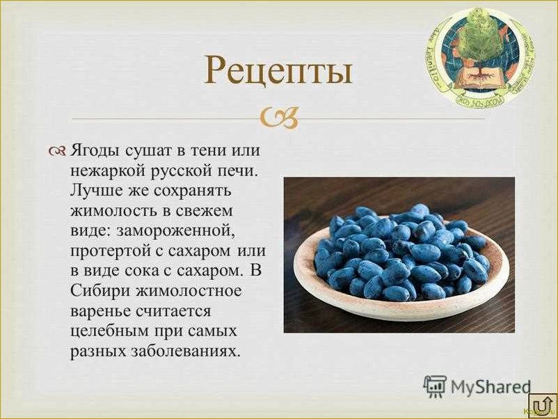 Плоды жимолости съедобной: полезные свойства и противопоказания