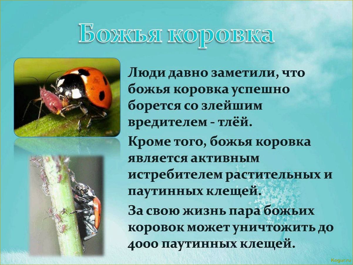 Полезные насекомые сада и огорода — природное спасение вашего участка