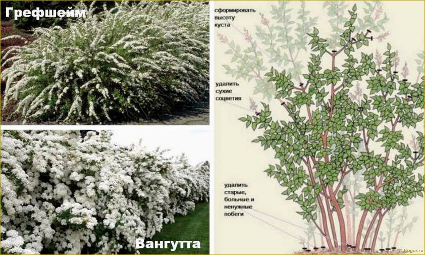 Посадка и уход за спиреей Вангутта на приусадебном участке