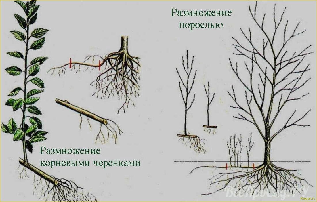 Как и когда лучше делать прививку черешни весной и летом