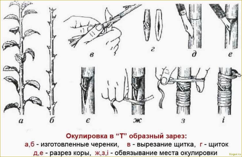 Как и когда лучше делать прививку черешни весной и летом