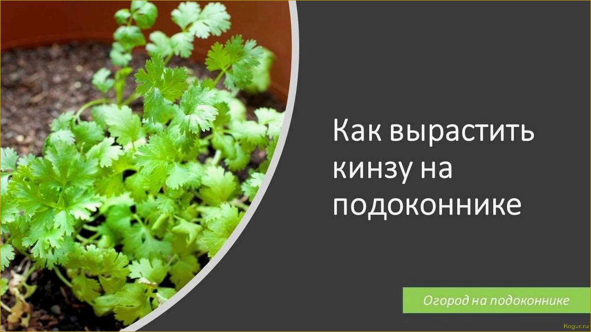 Выращивание пряной кинзы на подоконнике вашей дачи