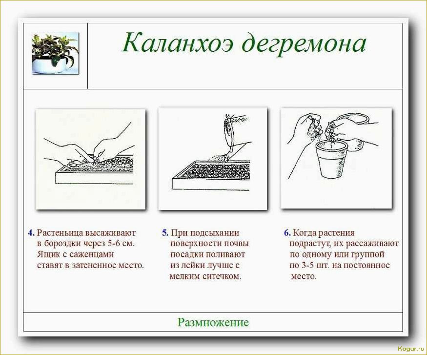 Размножение каланхоэ разными способами