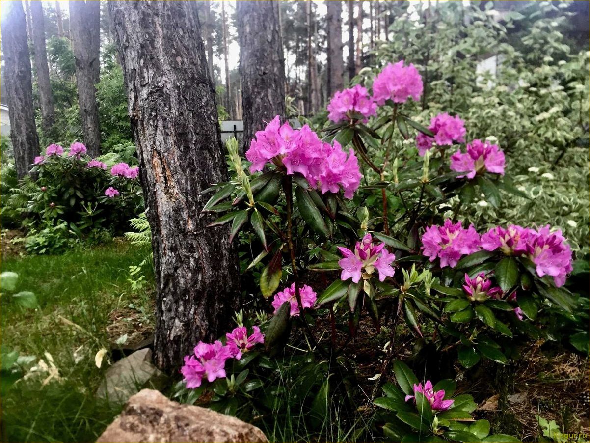 Рододендрон Даурский — украшение дачного участка