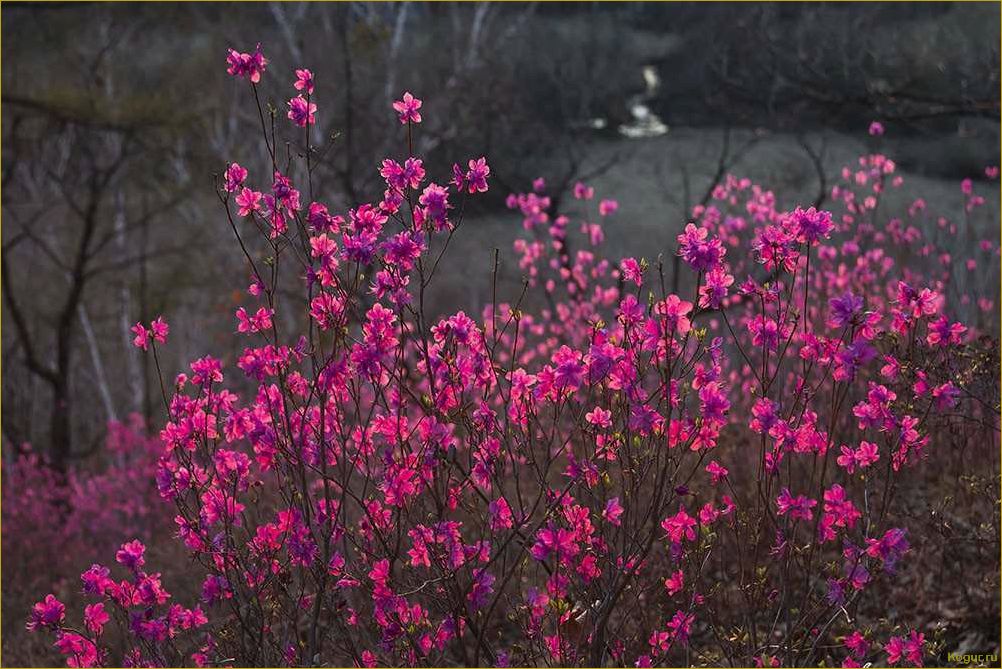 Рододендрон Даурский — украшение дачного участка