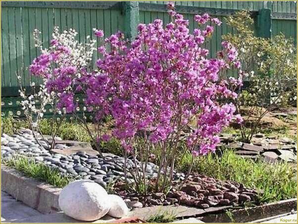 Рододендрон Даурский — украшение дачного участка