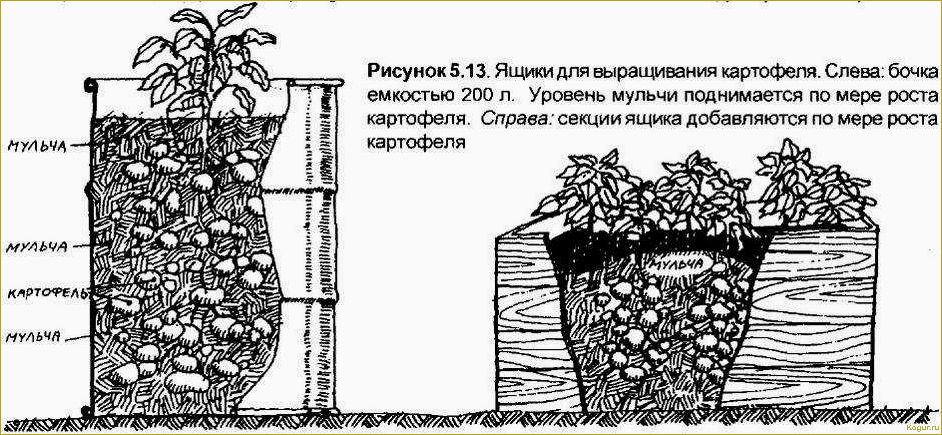 Почему голландская технология выращивания картофеля так популярна? В чем заключается ее секрет?