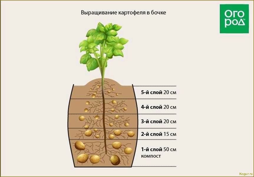 Почему голландская технология выращивания картофеля так популярна? В чем заключается ее секрет?