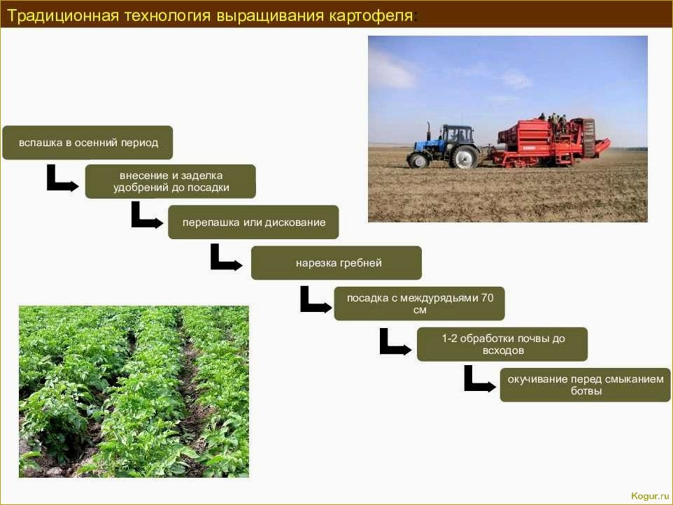 Почему голландская технология выращивания картофеля так популярна? В чем заключается ее секрет?