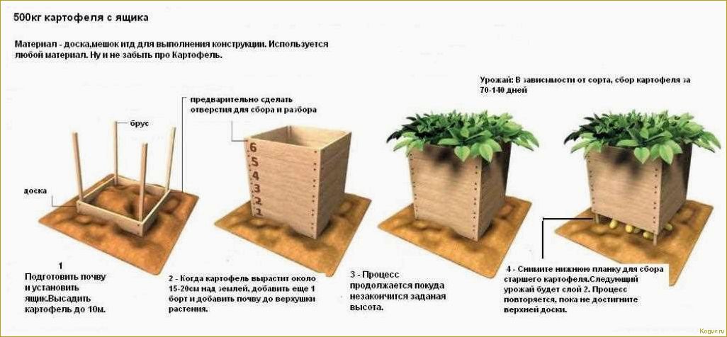 Почему голландская технология выращивания картофеля так популярна? В чем заключается ее секрет?