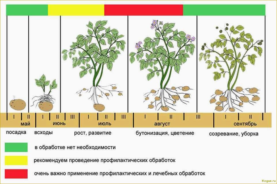 Выращивание картофеля Уладар и получение высокого урожая