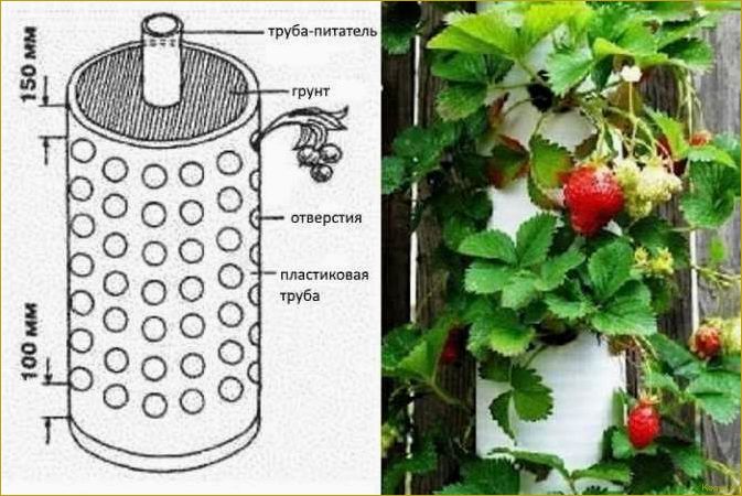 Выращивание клубники своими силами