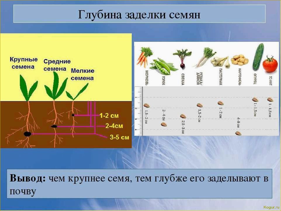 Когда сажать горох в открытый грунт для хорошего урожая