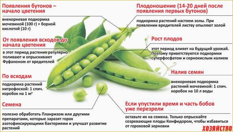 Когда сажать горох в открытый грунт для хорошего урожая