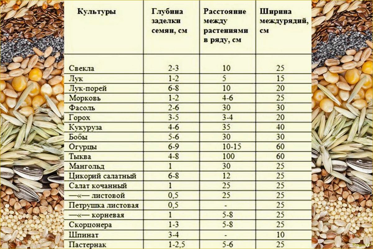 Когда сажать горох в открытый грунт для хорошего урожая