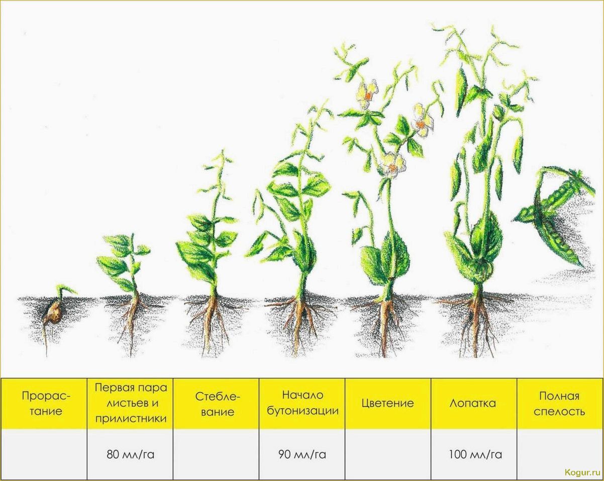 Когда сажать горох в открытый грунт для хорошего урожая