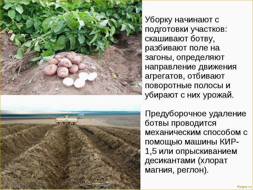 Выращивание картофеля Уладар и получение высокого урожая