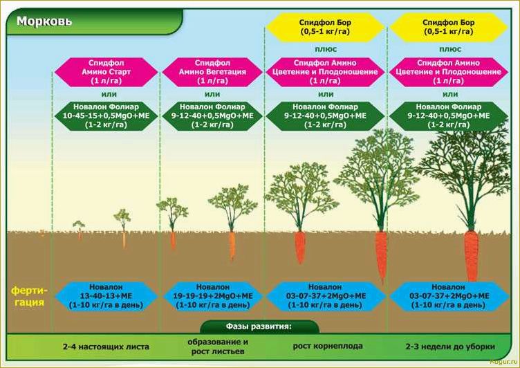 Агротехника выращивания моркови