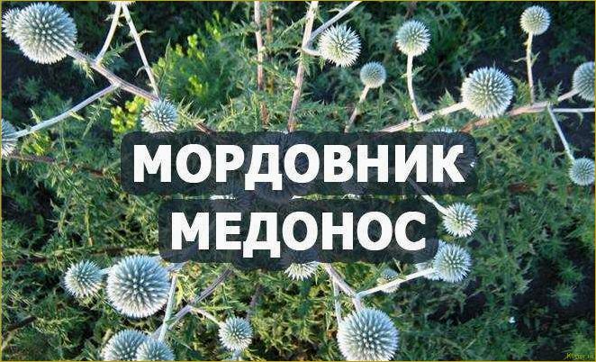 Медонос мордовник шароголовый: агротехника выращивания на дачном участке