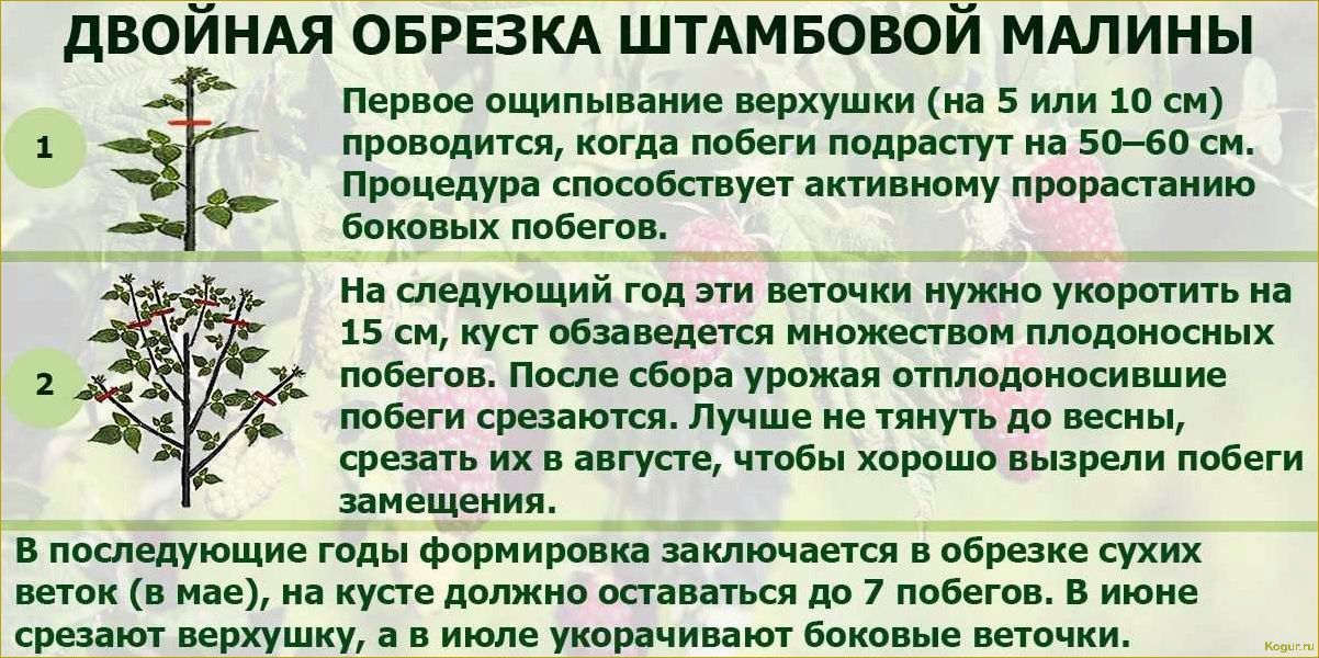 Как правильно обрезать малину осенью: подробная инструкция для начинающих садоводов