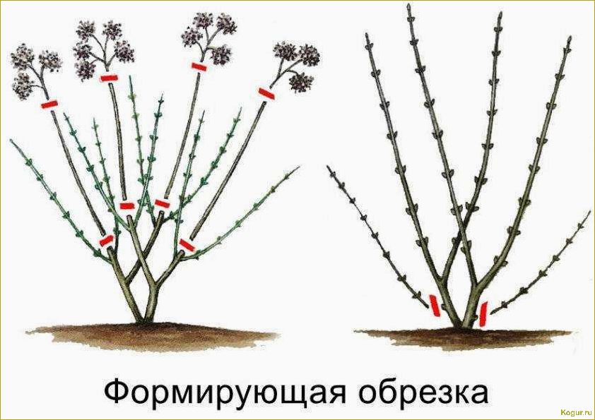 Как правильно обрезать малину осенью: подробная инструкция для начинающих садоводов