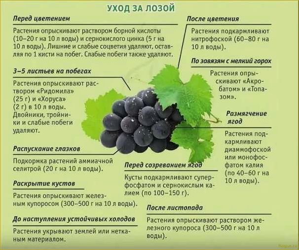 Подкормка посадок смородины для получения хорошего урожая