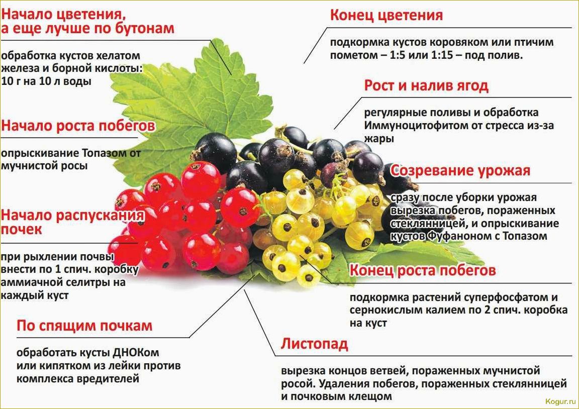 Подкормка посадок смородины для получения хорошего урожая