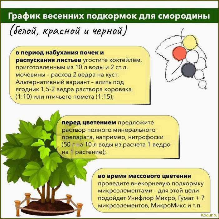 Подкормка посадок смородины для получения хорошего урожая