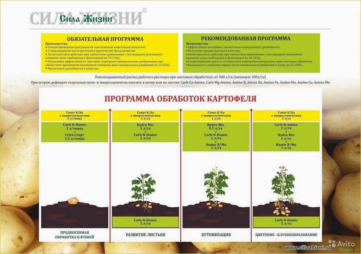 Посадка картофеля в Сибири: время, способы, подбор семенного материала