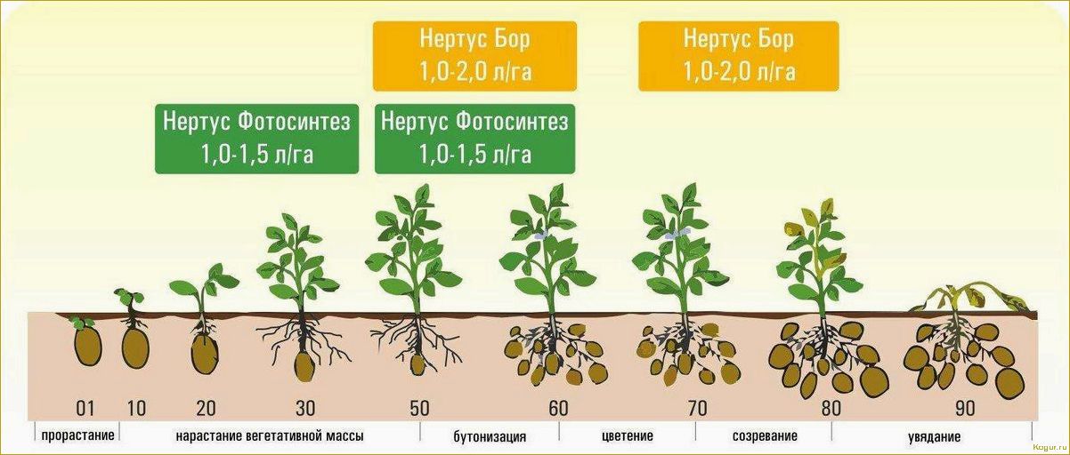 Посадка картофеля в Сибири: время, способы, подбор семенного материала