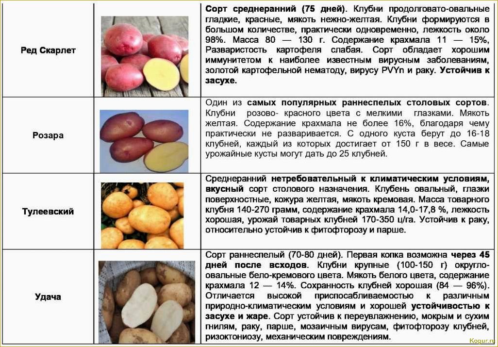 Посадка картофеля в Сибири: время, способы, подбор семенного материала