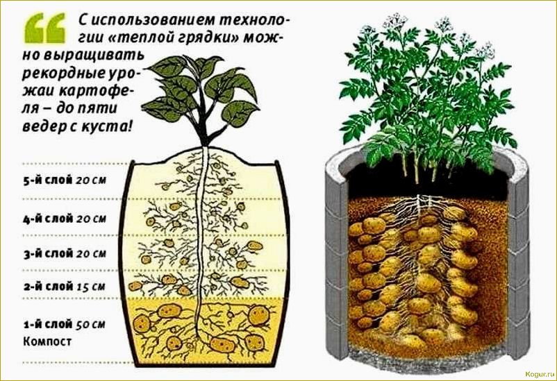 Посадка картофеля в Сибири: время, способы, подбор семенного материала