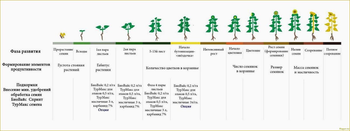 Посадка картофеля в Сибири: время, способы, подбор семенного материала