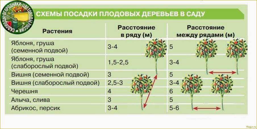 Посадка плодового кустарника аронии черноплодной