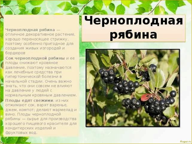 Посадка плодового кустарника аронии черноплодной