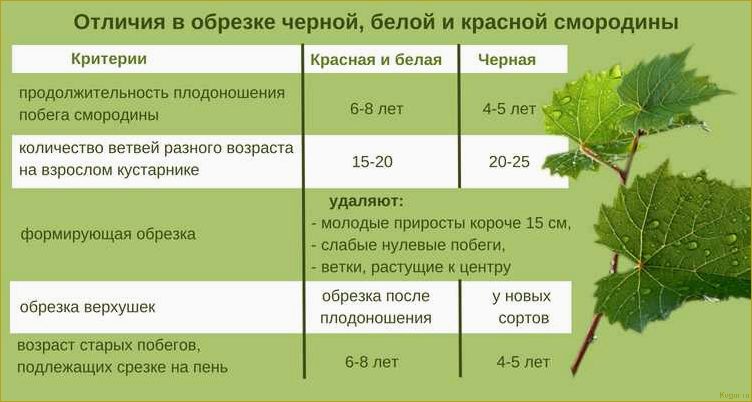 Посадка плодового кустарника аронии черноплодной