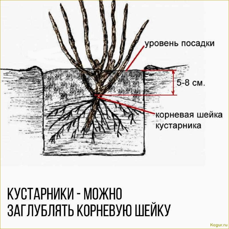 Посадка плодового кустарника аронии черноплодной