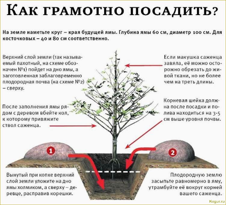 Посадка плодового кустарника аронии черноплодной