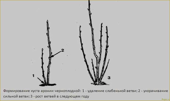 Посадка плодового кустарника аронии черноплодной