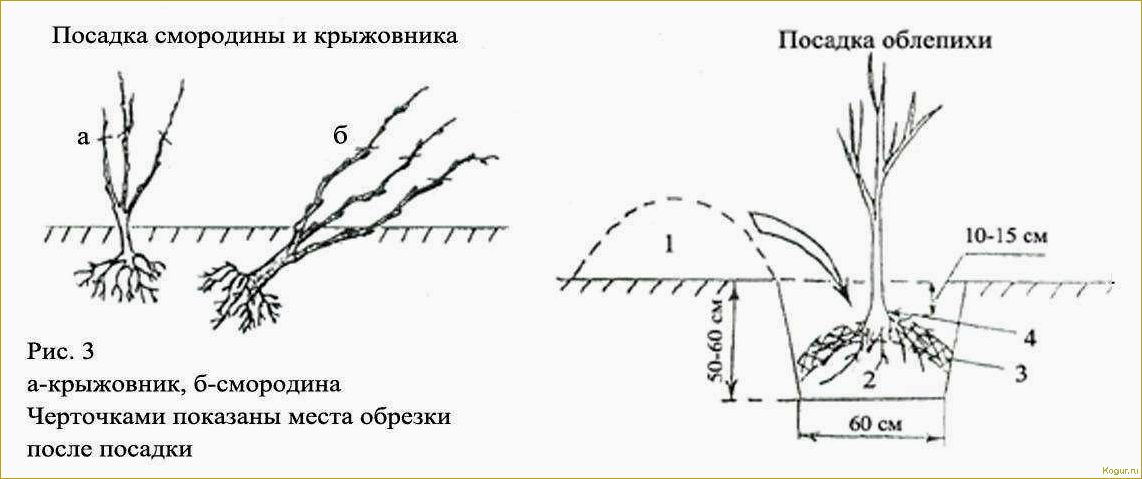 Посадка плодового кустарника аронии черноплодной