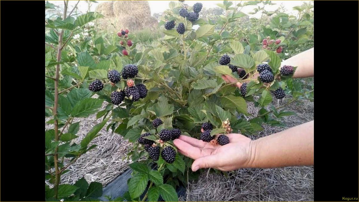 Ежевика Гигант: уникальное растение для вашей дачи