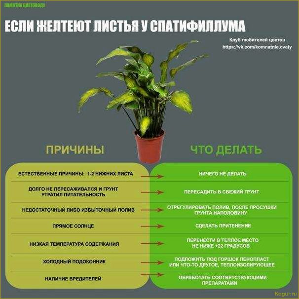 Правильная пересадка спатифиллума после покупки