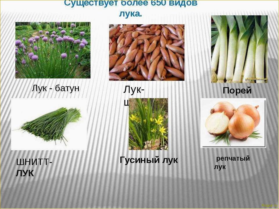 Применение лука шалота: миниатюрный аристократ семейства Луковых на вашем столе