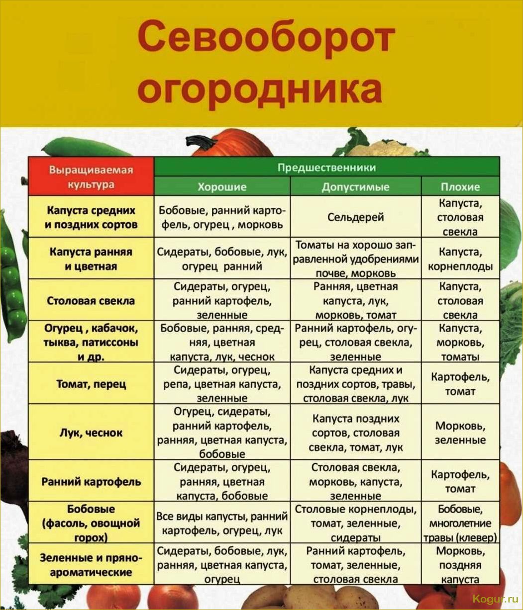 Севооборот: что после чего сажать на огороде и даче, таблица совместимости