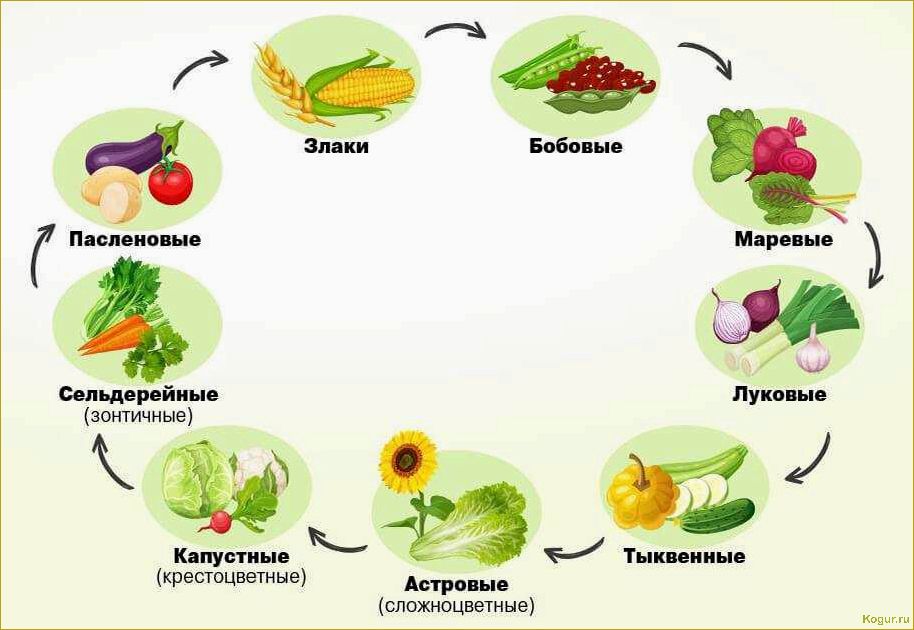 Севооборот: что после чего сажать на огороде и даче, таблица совместимости