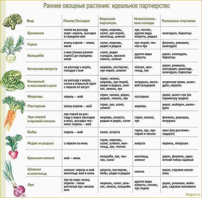 Севооборот: что после чего сажать на огороде и даче, таблица совместимости