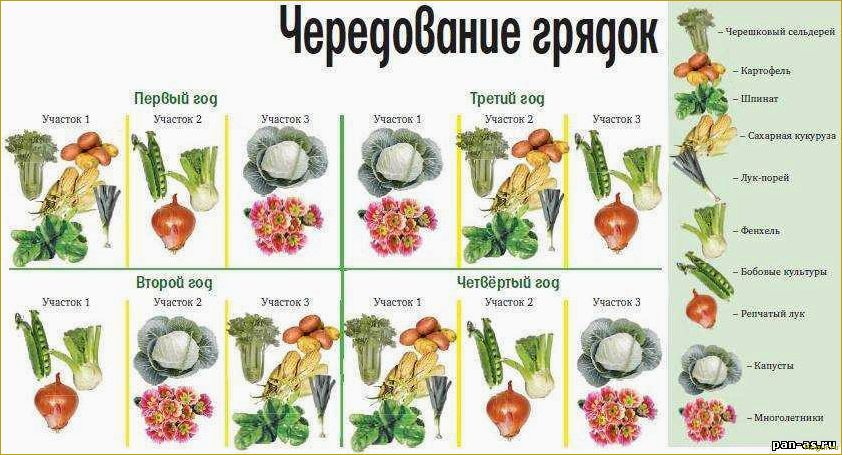 Севооборот: что после чего сажать на огороде и даче, таблица совместимости