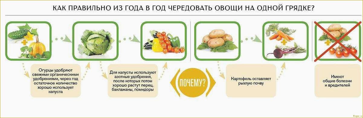 Севооборот: что после чего сажать на огороде и даче, таблица совместимости