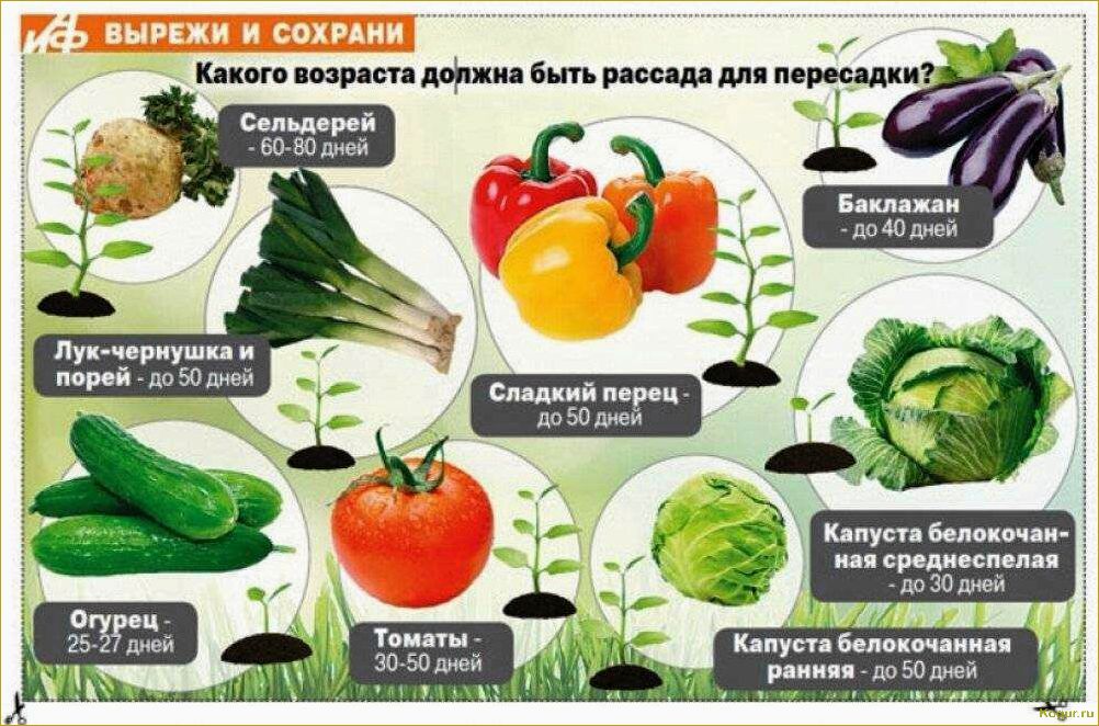 Выбирайте наиболее подходящие сорта и виды баклажанов для успешного выращивания на вашей грядке