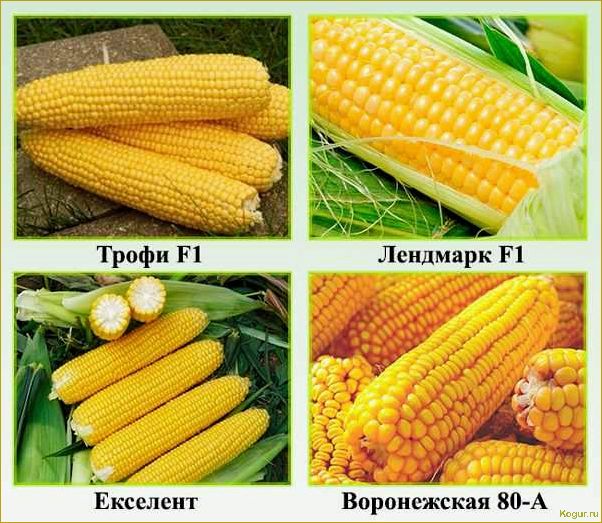 Выбираем подходящий сорт кукурузы для попкорна и выращиваем на собственном участке